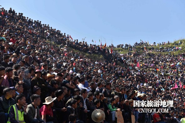 11月3日，贵州省从江县下江镇巨洞斗牛塘40头牛王争霸，图为斗牛现场一角。