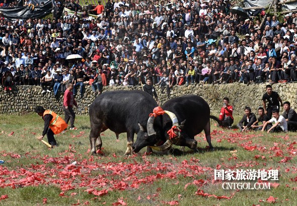 11月3日，贵州省从江县下江镇巨洞斗牛塘40头牛王争霸，图为两头牛王互不相让。