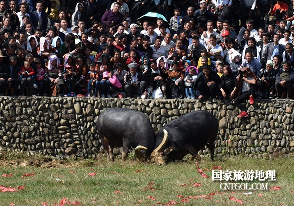 2018年11月3日，贵州省从江县下江镇巨洞斗牛塘40头牛王争霸，图为两头牛王正在搏斗。（龙梦前摄）