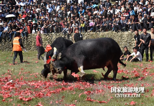 2018年11月3日，贵州省从江县下江镇巨洞斗牛塘40头牛王争霸，图为一头牛王被控制住了。（龙梦前摄）