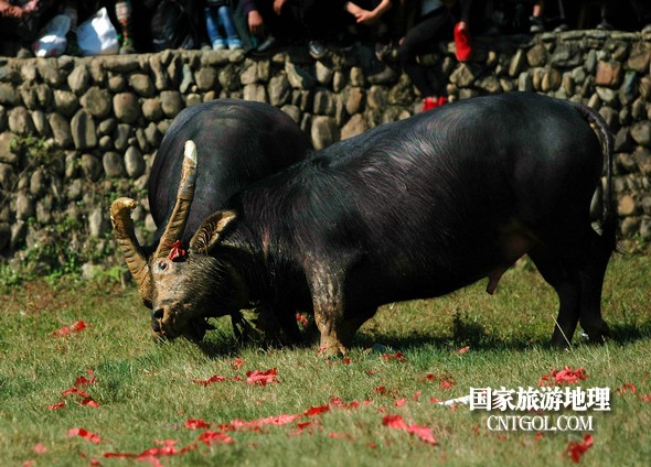 2018年11月3日，贵州省从江县下江镇巨洞斗牛塘40头牛王争霸，图为一头牛王被控制了。（龙梦前摄）