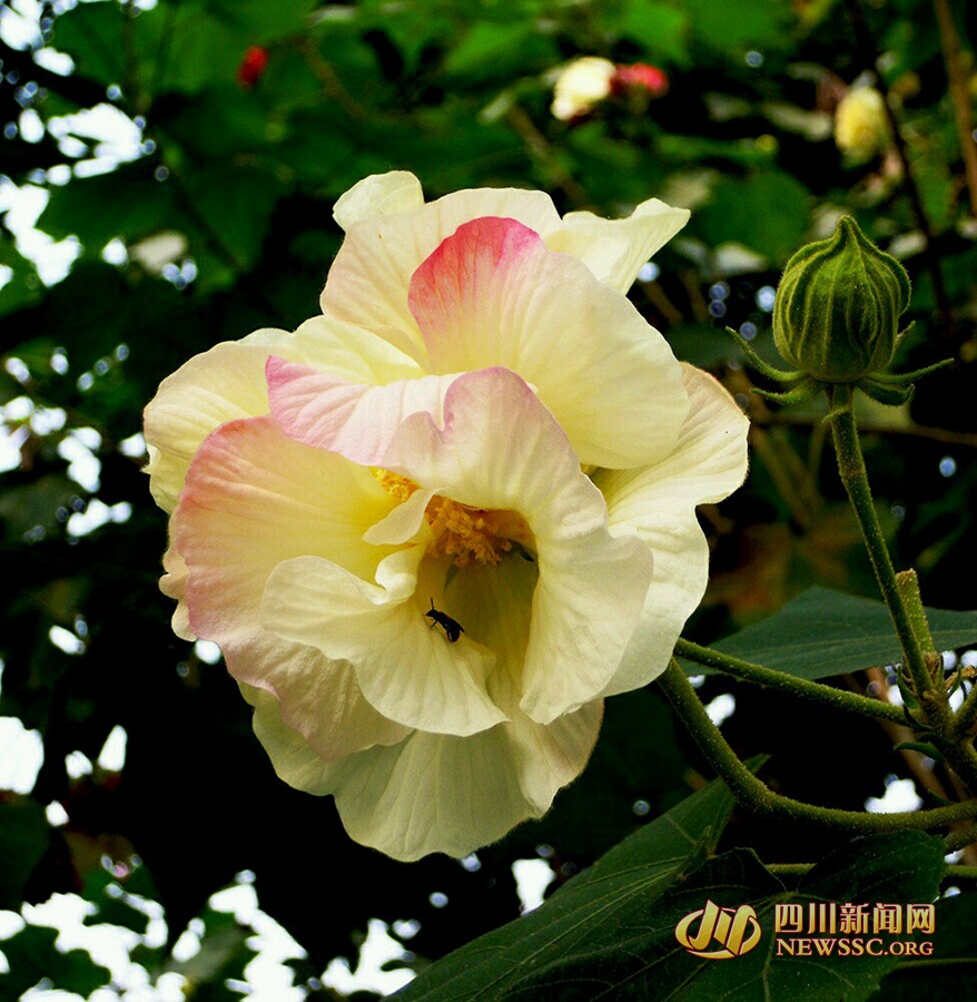 芙蓉花开如锦绣 成都市花盛开 一起去赏芙蓉吧