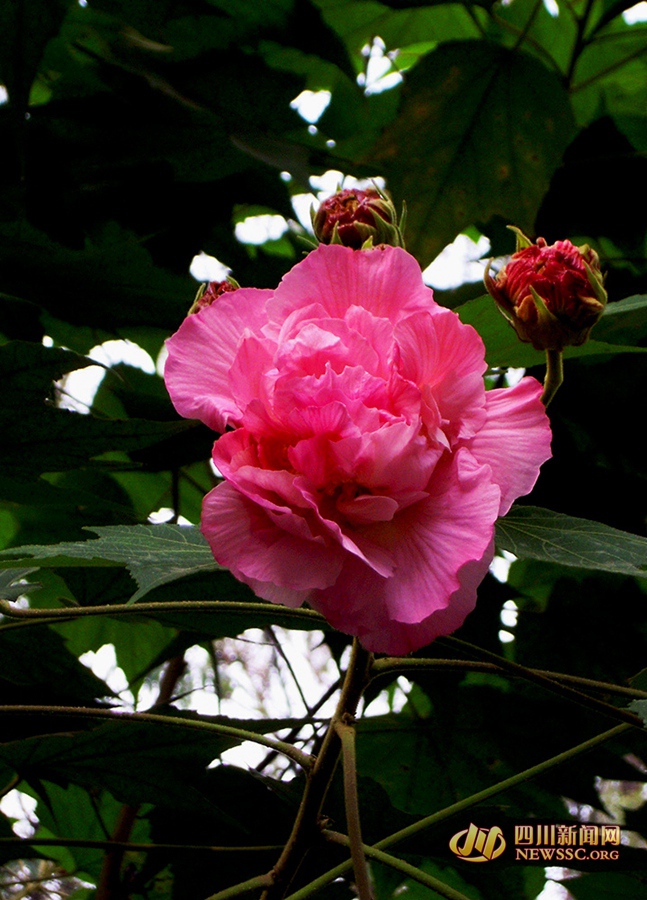 芙蓉花开如锦绣 成都市花盛开 一起去赏芙蓉吧