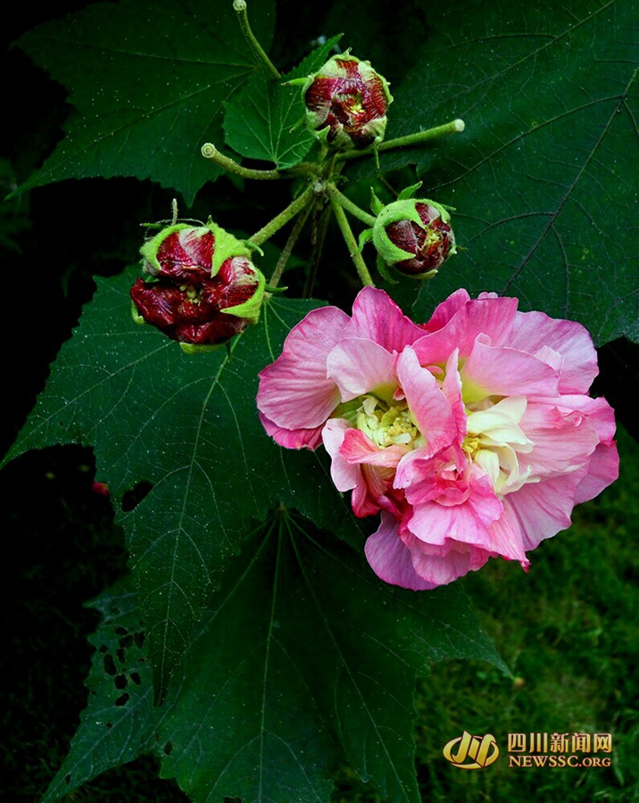 芙蓉花开如锦绣 成都市花盛开 一起去赏芙蓉吧