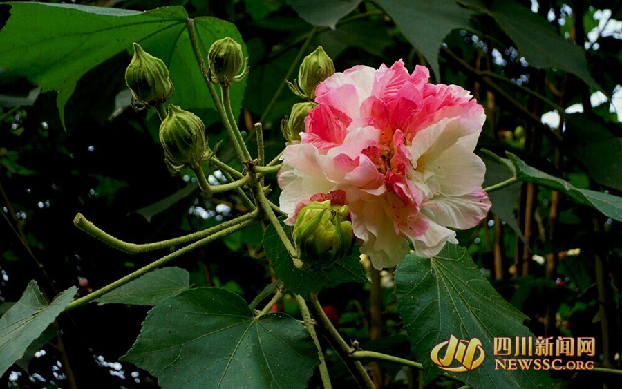 芙蓉花开如锦绣 成都市花盛开 一起去赏芙蓉吧