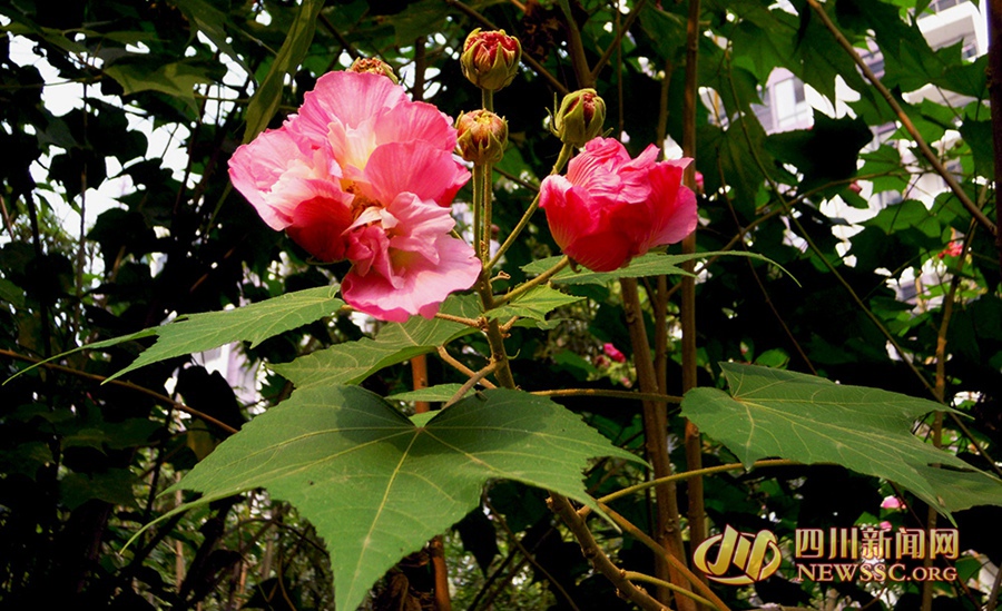 芙蓉花开如锦绣 成都市花盛开 一起去赏芙蓉吧