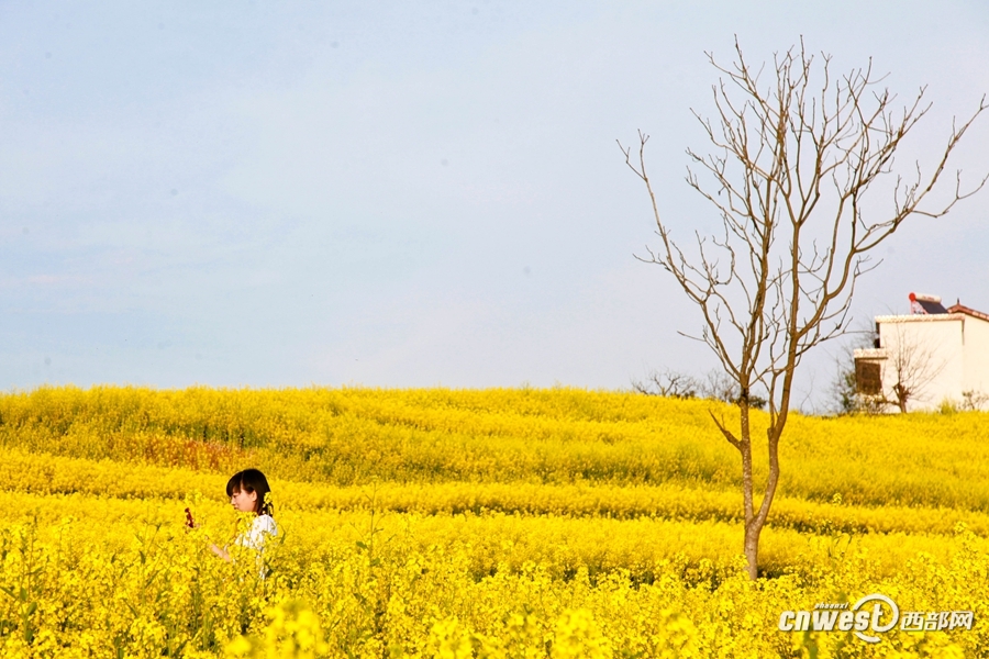 从油菜花节到特色旅游产业 洋县的“春天”来了