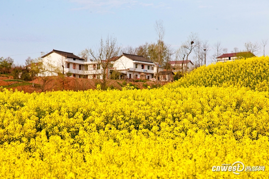 从油菜花节到特色旅游产业 洋县的“春天”来了