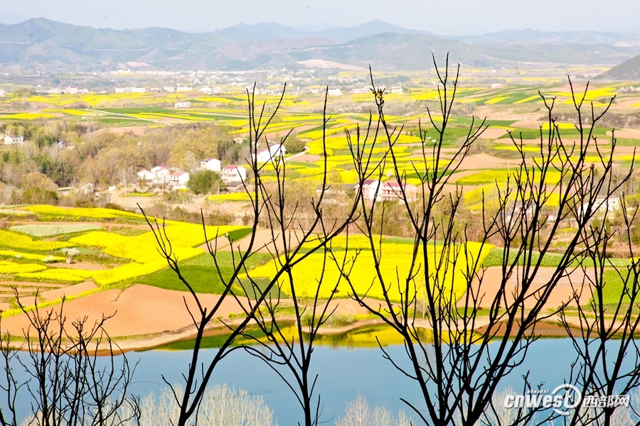 从油菜花节到特色旅游产业 洋县的“春天”来了