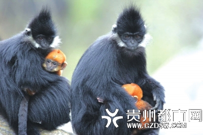 沿河麻阳河国家自然保护区 黑叶猴家族喜添6个“宝宝”