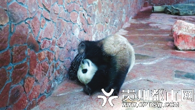 黔灵山公园大熊猫馆22日正式免费开放