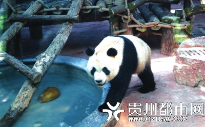 黔灵山公园大熊猫馆22日正式免费开放