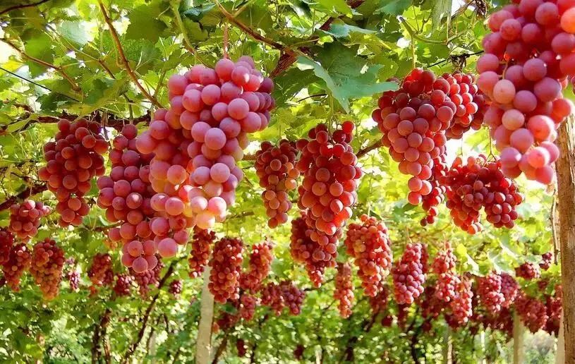 走！这些好吃的水果在贵州都能摘！