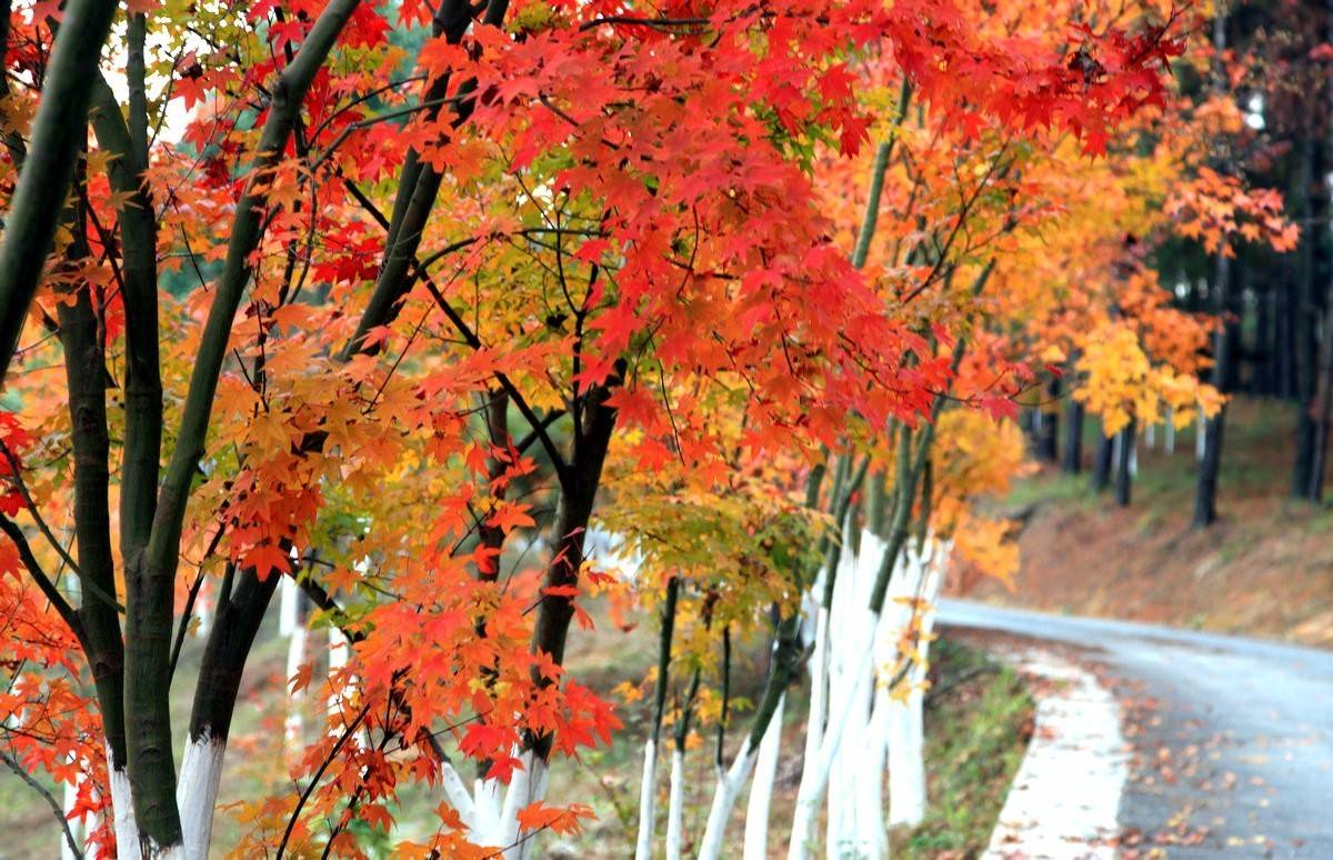 千里江山一片红，今年可去贵州这些地方赏枫