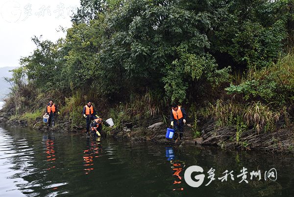 入侵物种福寿螺清理工作进行中 市民见到这种粉色卵块可举报