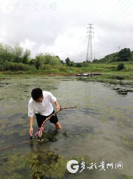 入侵物种福寿螺清理工作进行中 市民见到这种粉色卵块可举报