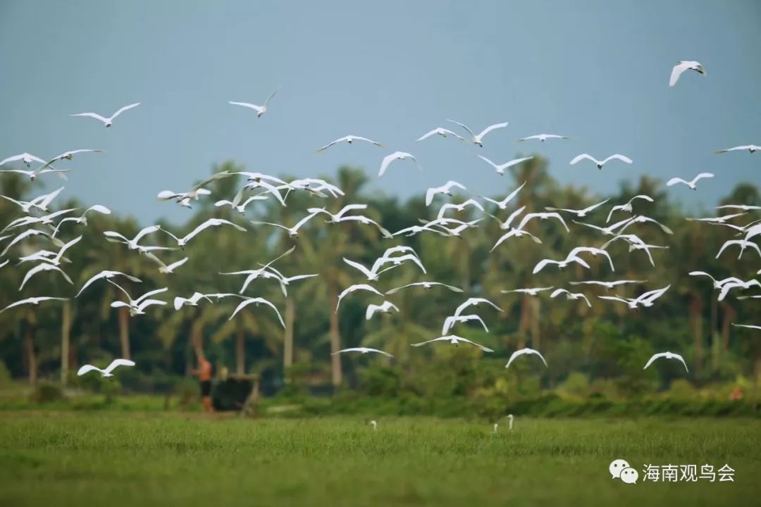 国际湿地城市里，哪里适合观鸟？