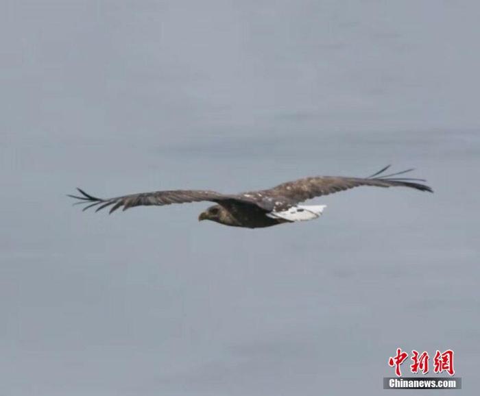 国家一级保护动物白尾海雕现身甘肃肃南_最新林业信息