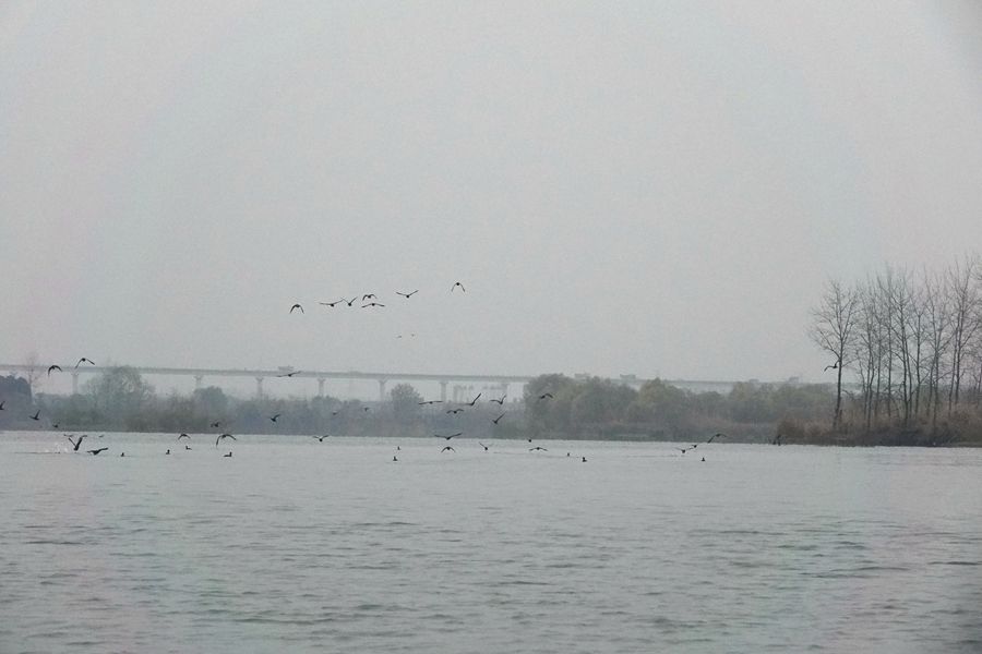 襄阳汉江湿地公园呈现千鸟飞翔景观