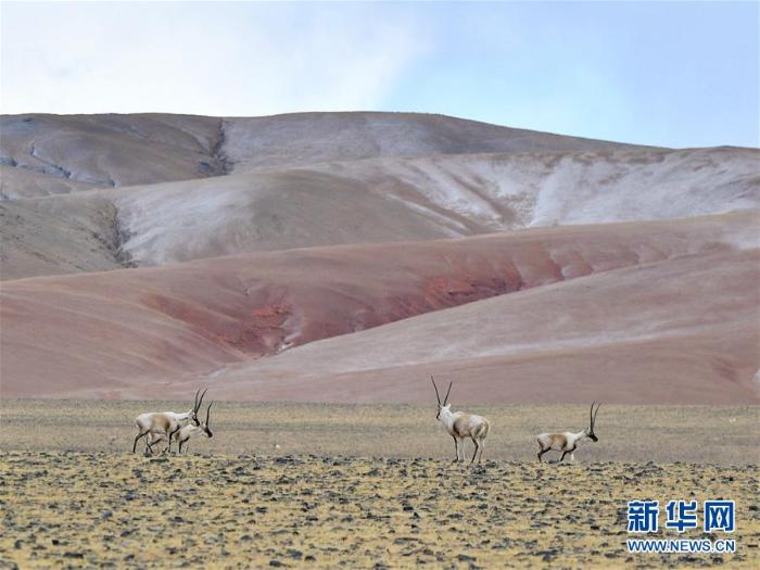 藏羚羊的家园_最新林业信息