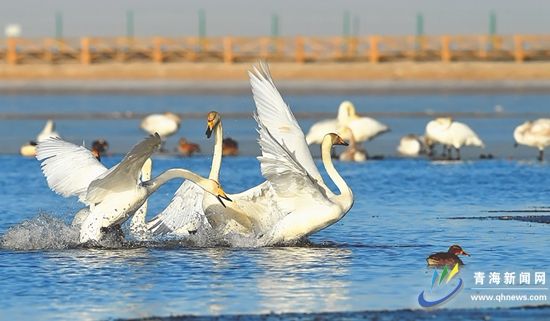 恢复湿地 筑起绿色生态保护“屏障” ——探寻格尔木湿地栖息野生鸟类白天鹅的踪迹