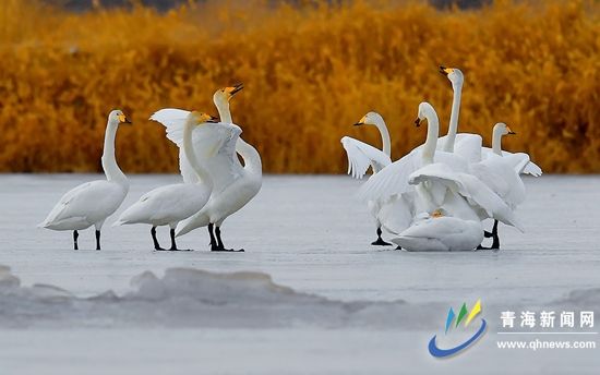 恢复湿地 筑起绿色生态保护“屏障” ——探寻格尔木湿地栖息野生鸟类白天鹅的踪迹