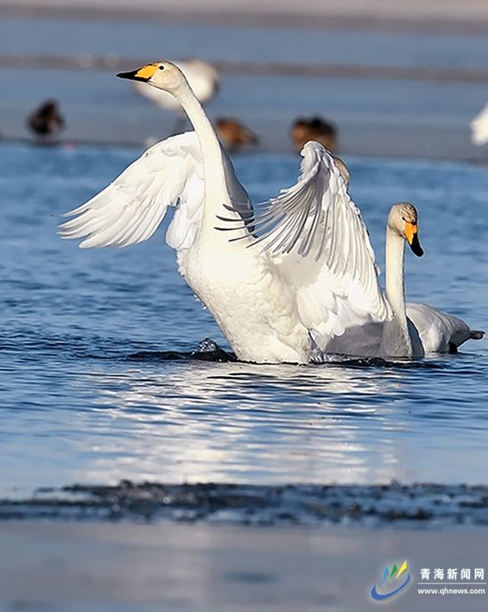冬日格尔木 白天鹅徜徉湿地晒身姿