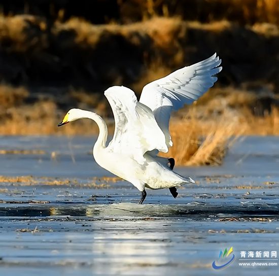 冬日格尔木 白天鹅徜徉湿地晒身姿