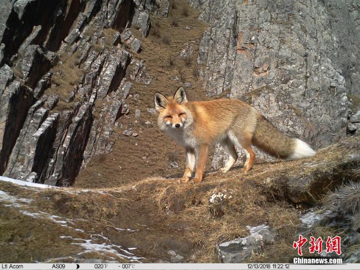红外相机澜沧江源拍摄到大量珍稀野生动物_最新林业信息