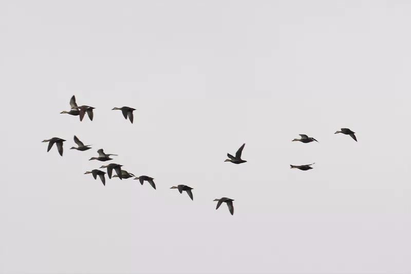 鸟类导赏丨沙家浜举行“世界湿地日”主题活动