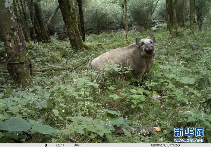 甘肃白水江国家级自然保护区：野生动物种群稳中有升_最新林业信息