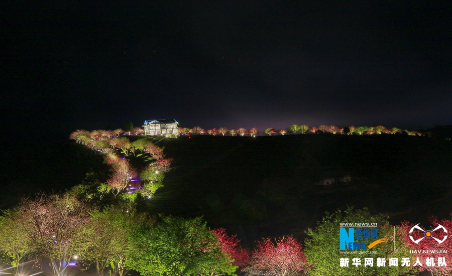 福建：台品樱花茶园夜景迷人
