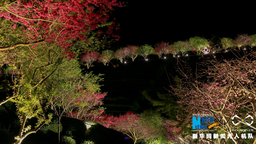福建：台品樱花茶园夜景迷人