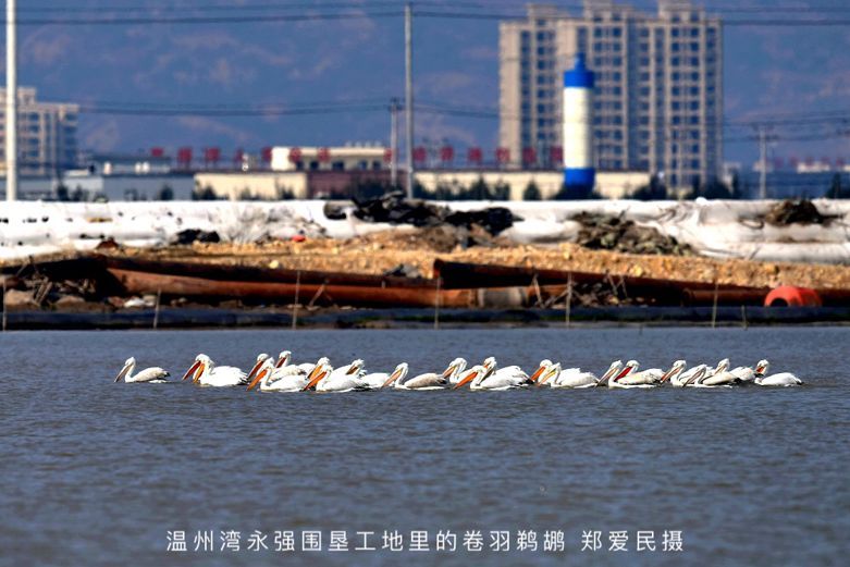 绿皮书2019“最值得关注的十块滨海湿地”名单公布