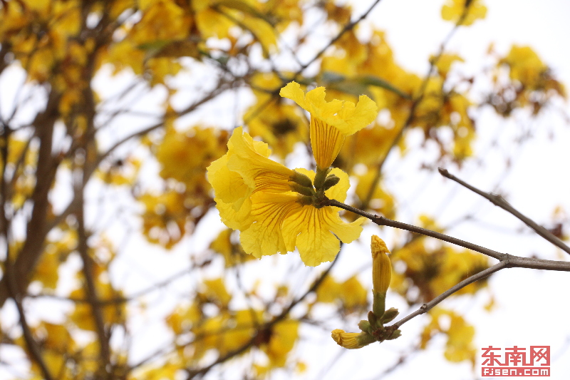 南靖龙山黄花风铃木盛开：春天被染成了金黄色