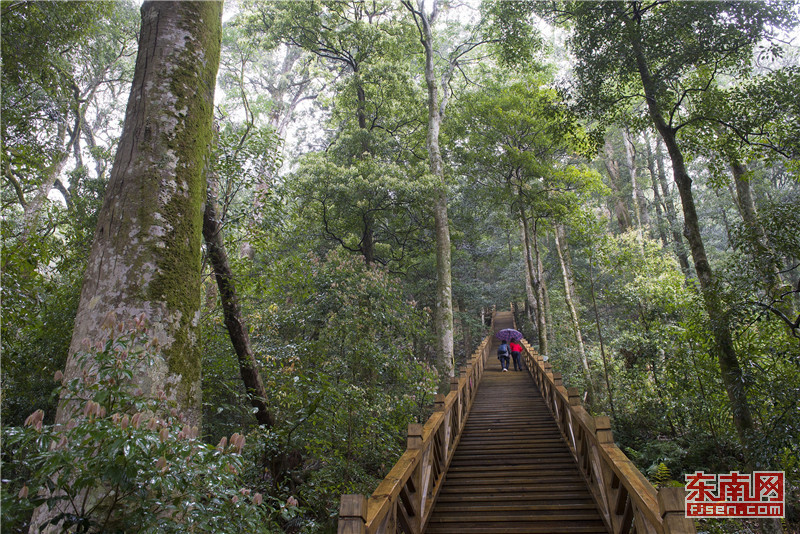 龙岩：穿越千年红豆杉古树群 领略原始森林谧境