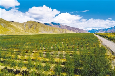 西藏：做好绿色文章 筑牢生态屏障_最新林业信息