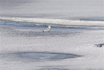 罕见鸟种“三趾鸥”惊现呼伦湖保护区