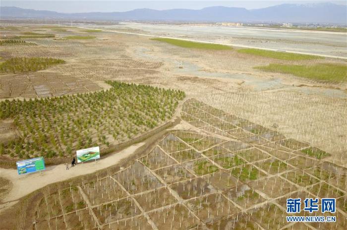 甘肃张掖：“一园三带”构建绿色生态屏障_最新林业信息