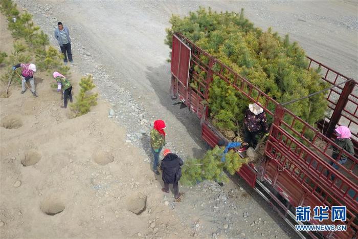 甘肃张掖：“一园三带”构建绿色生态屏障_最新林业信息