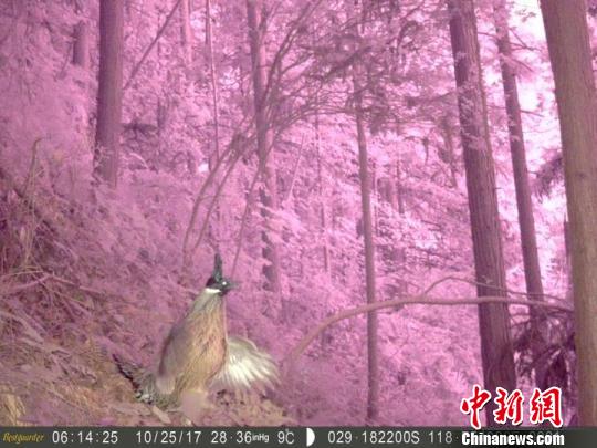 浙江柯城首次拍到黑麂等珍稀野生动物影像_最新林业信息