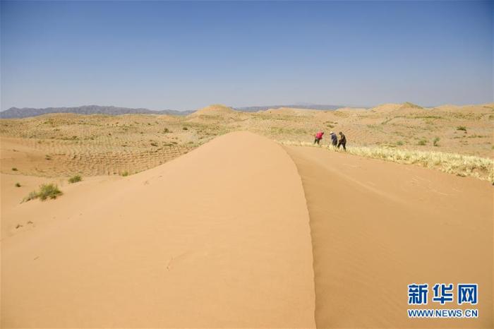 宁夏中卫：草方格扎出的沙漠绿意_最新林业信息