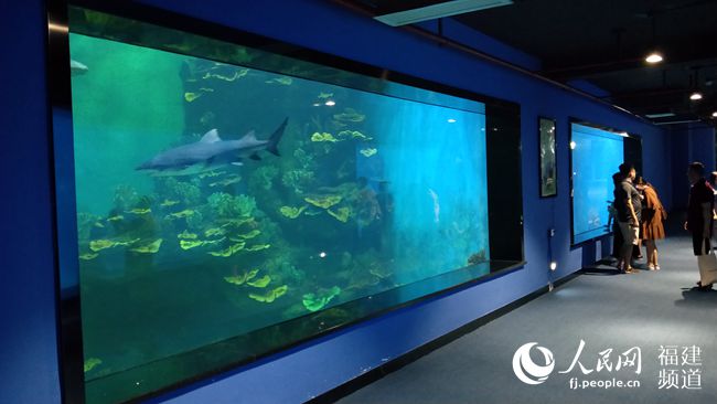 “鲨鱼王国”展馆内的亚克力视窗。