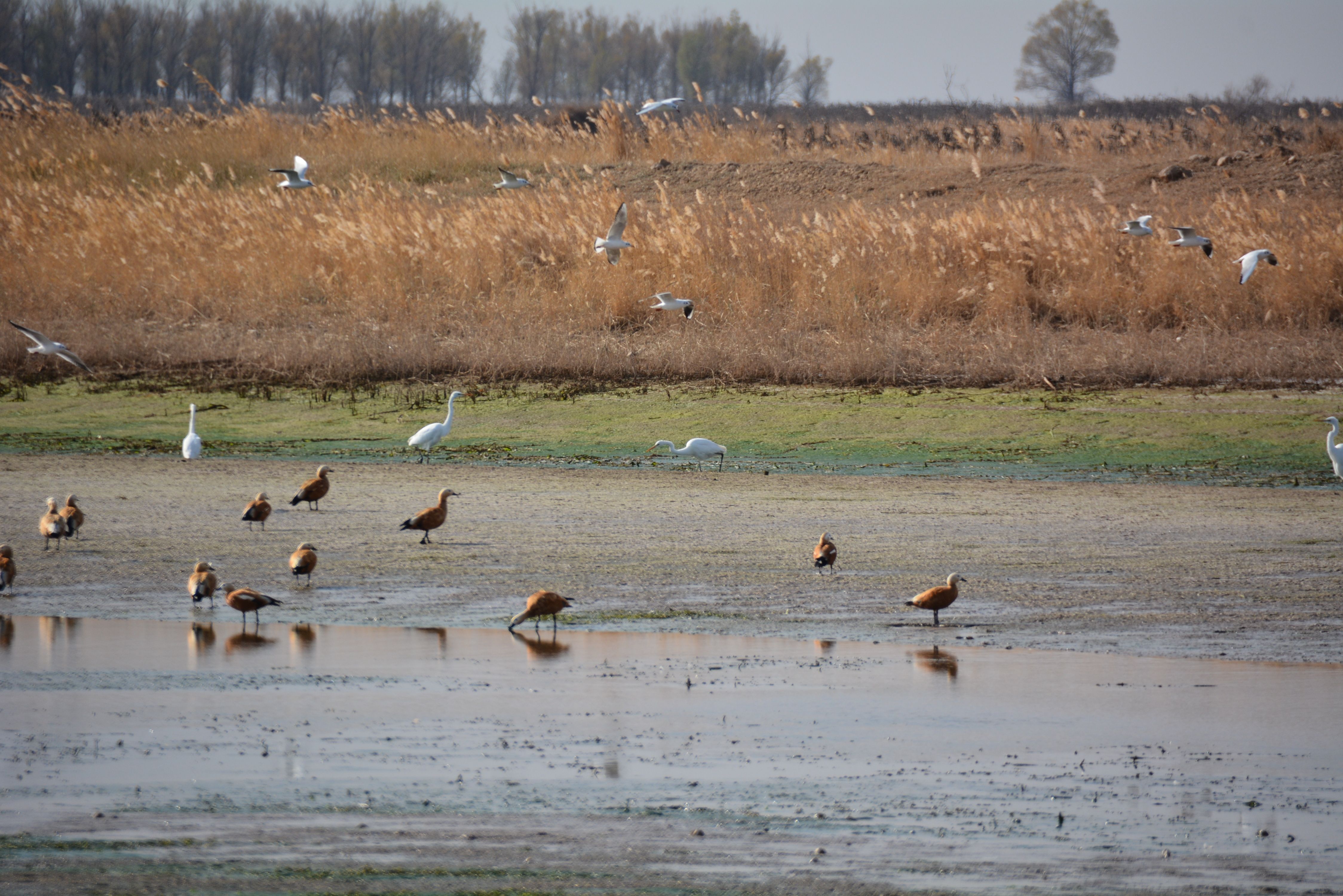 黄河湿地鸟类