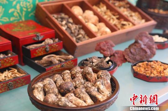 西藏林芝迎来松茸美食文化旅游盛宴