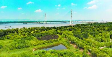 南京一年“变”出6200亩江边森林 形成绿色生态廊道_最新信息