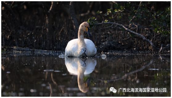 北海滨海国家湿地公园现身一只特别的“大鸟”