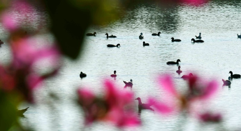 家住花园中