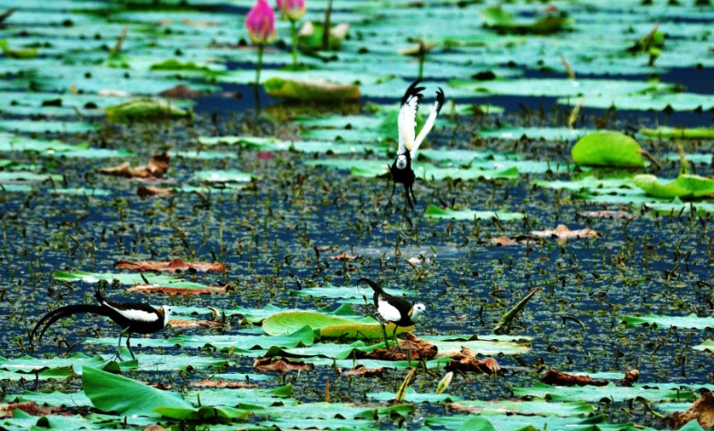 栖息在北岸湿地，素有“水上凤凰”和“凌波仙子”美誉的珍稀鸟类水雉：孔宾：摄