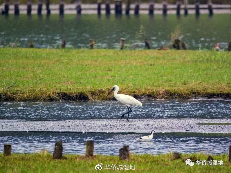 成为全国面积最小、深圳市首个国家湿地公园。
